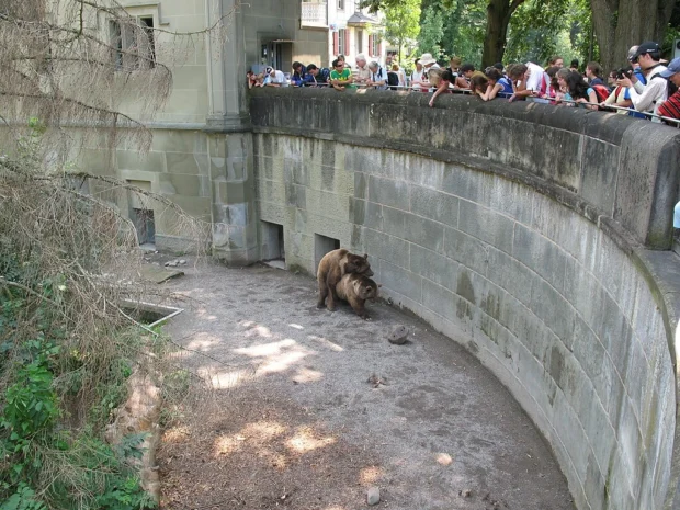 Bern, Switzerland, Bern Bear Pit 4465 - Bern - Bärengraben - Mating Ursus arctos