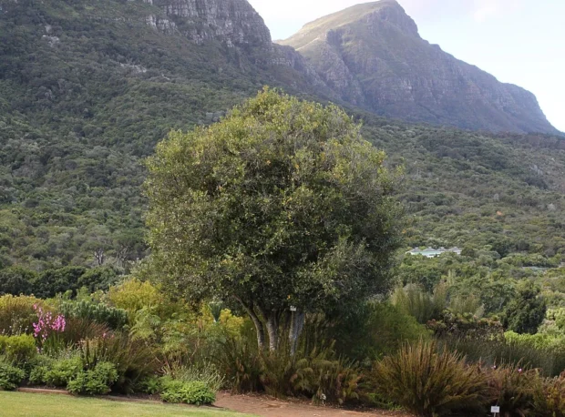 Cape Town, South Africa, Table Mountain Flora Small Cassine peragua tree Cape Saffron Table Mountain