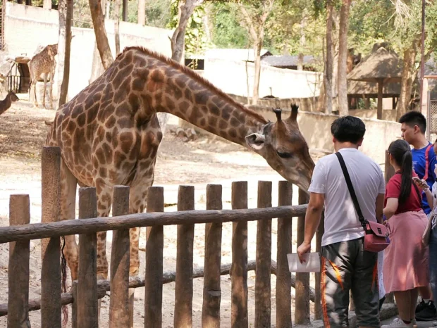 ยีราฟ สวนสัตว์เชียงใหม่ Giraffe in Chiang Mai Zoo (18)