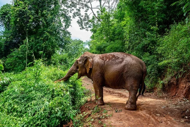 Elephant - Chiang-Mai, Thailand (49418887446)