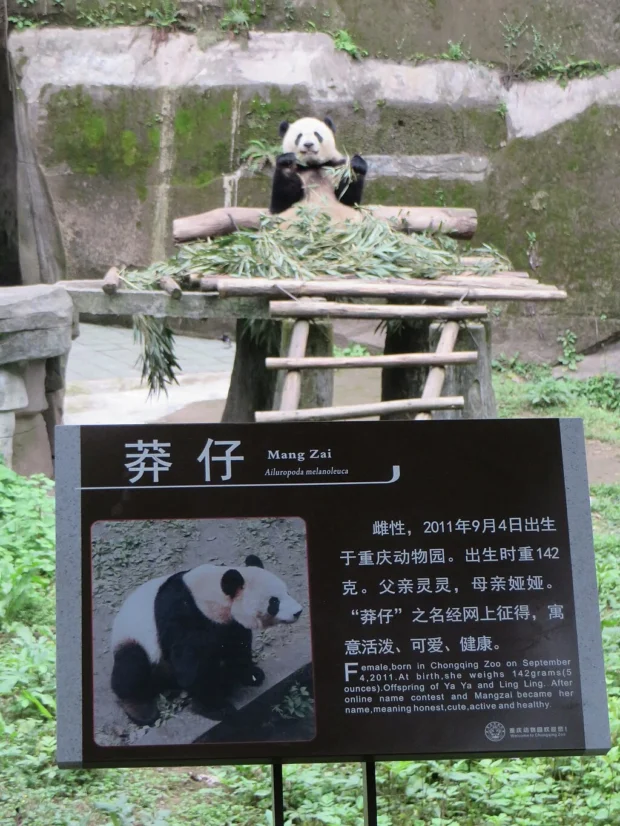 Giant panda and sign, Chongqing Zoo, China