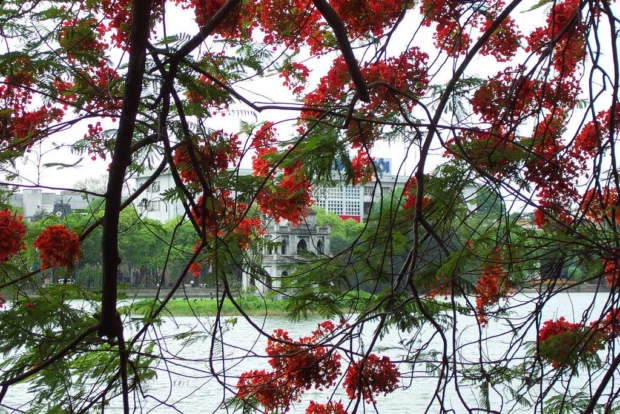 Delonix regia at Hoan Kiem Lake