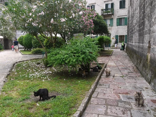 Kotor - koty są wszędzie - panoramio