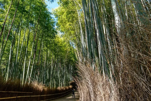 Kyoto, Japan, Arashiyama Bamboo Grove Arashiyama - Bamboo Forest, Kyoto, Japan3