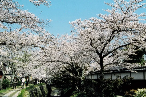 Kyoto, Japan, Philosopher's Path Cherry blossoms at "Tetsugaku no Michi"