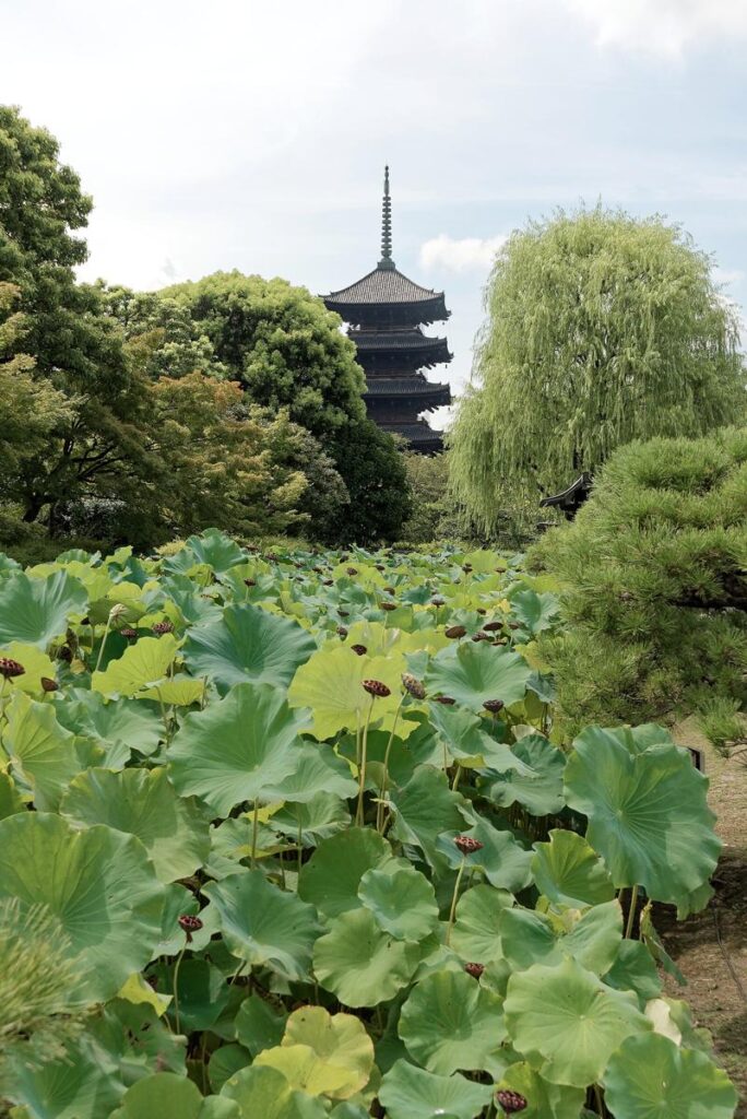 View of the Five-storied Pagoda from the Lotus Pond, Tō-ji Temple, Kyoto, 20240821 1015 5226