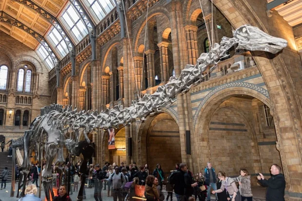 London, United Kingdom, Dippy The Dinosaur Diploducus Dinsosaur London
