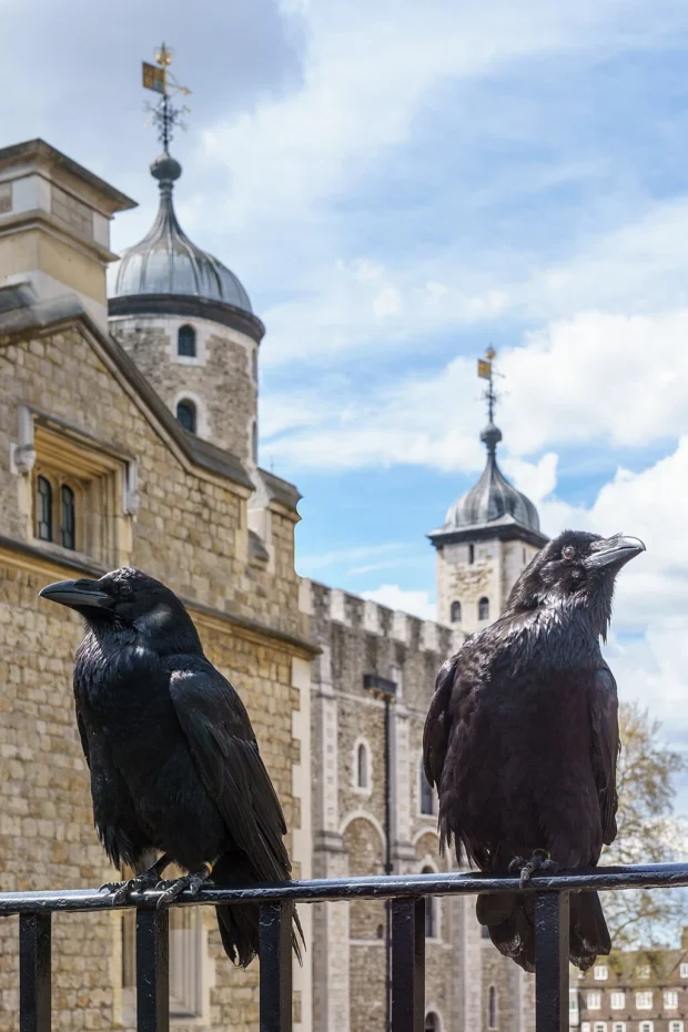 Jubilee and Munin, Ravens, Tower of London 2016-04-30 2