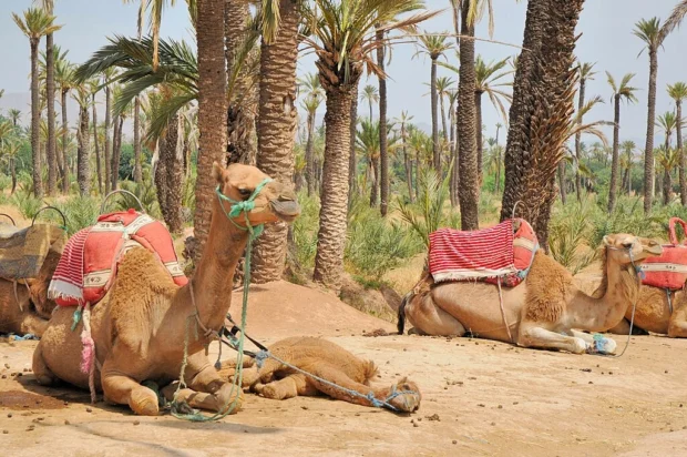 Marrakesh, Morocco, Palmeraie La Palmeraie de Marrakech 707