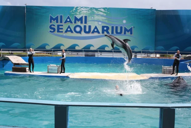 Miami, United States, Miami Seaquarium Miami white sided dolphin