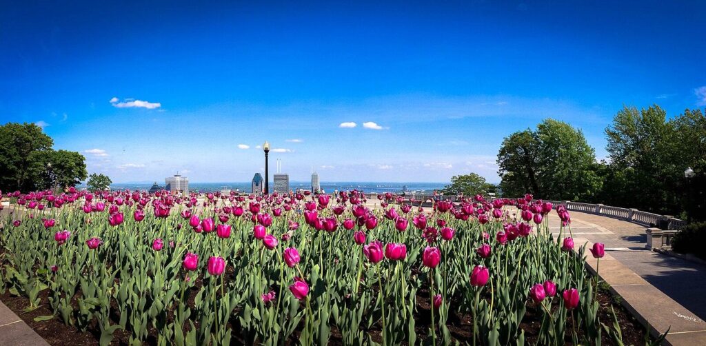The Mount Royal Park and its tulips