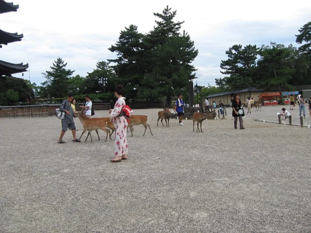 Find Timeless Inspiration in Nara’s Sacred Heartlands Today