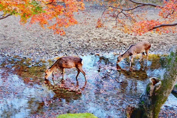 005 Autumn in Nara Park, Japan - Nara deer CC-BY Creative Commons Attribution
