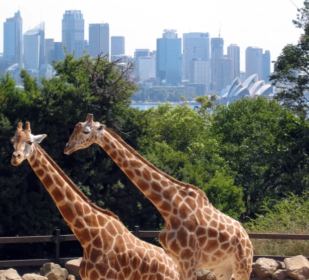Sydney taronga zoo