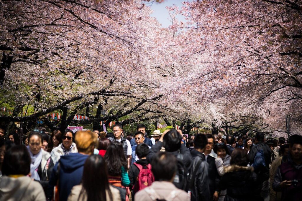 Sakura (cherry trees) blooming in Ueno Park in Tokyo, Japan 20140404023022 (26290773175)