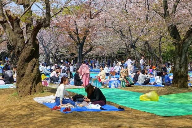Tokyo, Japan, Yoyogi Park Cherry blossom festival 2018 - Yoyogi Park - Tokyo, Japan - DSC05535
