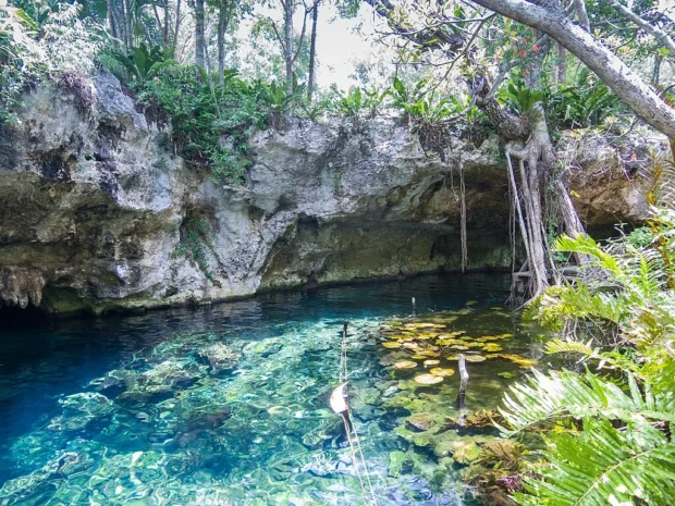 Tulum, Mexico, Gran Cenote Gran cenote Tulum (20767214144)