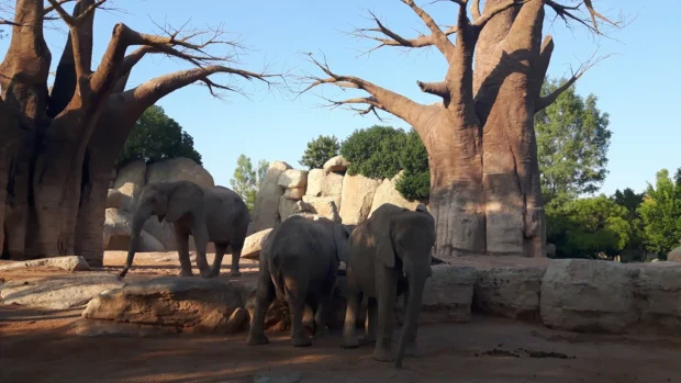 Bioparc Valencia, Valencia, Spain (30444665195)