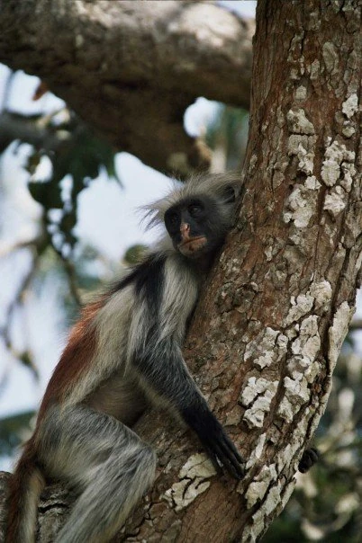 Zanzibar, Tanzania, Jozani Forest ZanzibarRedColobus01
