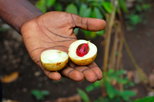 Zanzibar, Tanzania, Spice Farms Fresh nutmeg in Zanzibar (Tanzania)